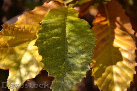 Devostock Leaf Autumn Sun Shadow