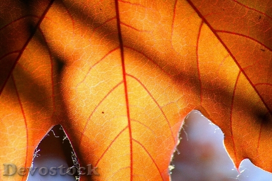 Devostock Leaf Autumn Tree Leaves