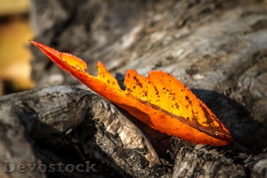 Devostock Leaf Autumn Wither Golden