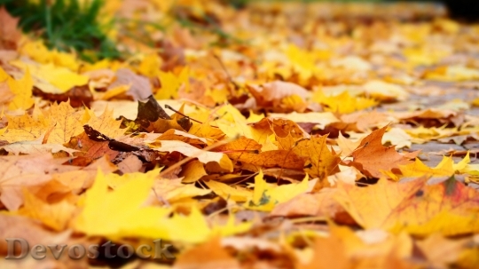 Devostock Leaf Autumn Yellow 1053914