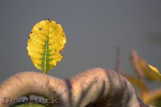 Devostock Leaf Autumn Yellow Close