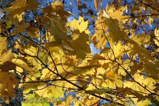 Devostock Leaf Autumn Yellow Leaves