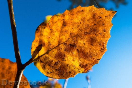 Devostock Leaf Beech Autumn Forest