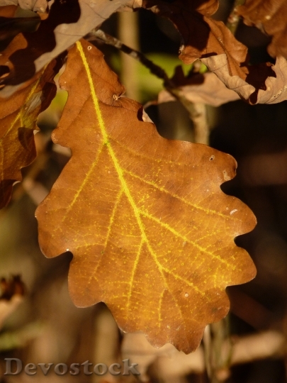 Devostock Leaf Brown Sunny Autumn