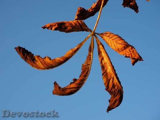 Devostock Leaf Chestnut Fall Foliage 0