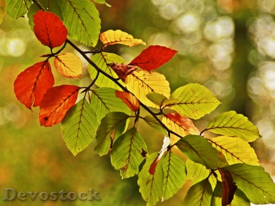 Devostock Leaf Color Leaves Autumn