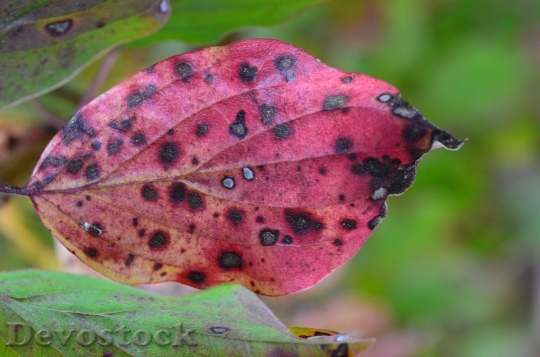 Devostock Leaf Colored Autumn Leaves