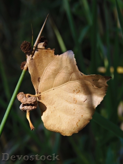 Devostock Leaf Dry Leaf Autumn