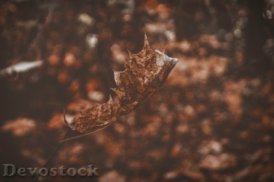 Devostock Leaf Fall Autumn Decay