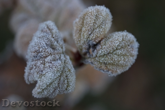 Devostock Leaf Frost Frozen Cold 0