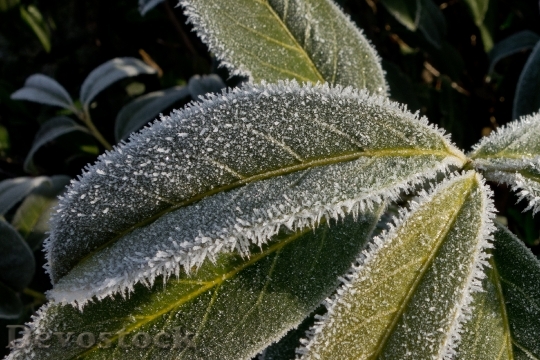 Devostock Leaf Frost Ice Eiskristalle