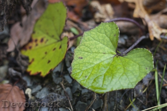 Devostock Leaf Glen Park Leaves