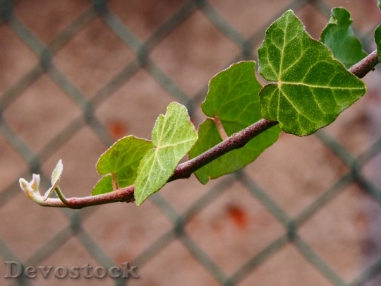 Devostock Leaf Green Young Leaves