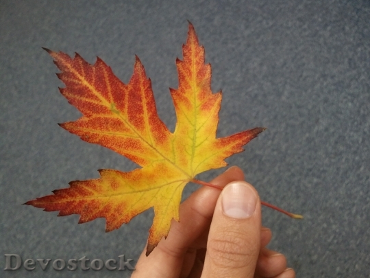 Devostock Leaf Hand Autumn Yellow