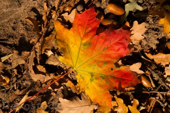 Devostock Leaf Lake Colorful Autumn