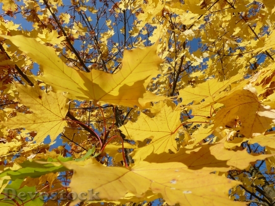 Devostock Leaf Leaves Autumn Back 1