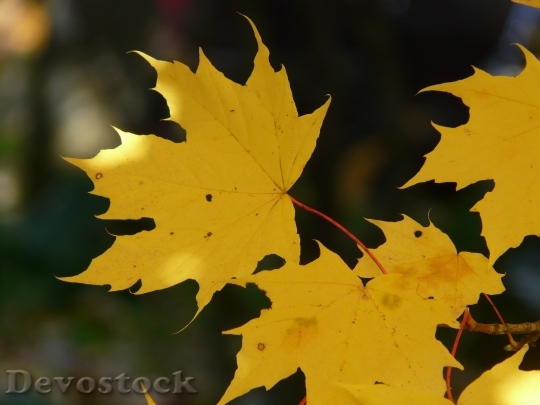 Devostock Leaf Leaves Autumn Back