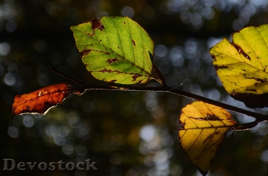 Devostock Leaf Leaves Autumn Beech