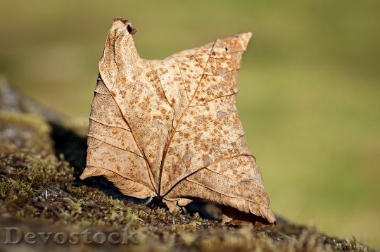 Devostock Leaf Leaves Autumn Dry