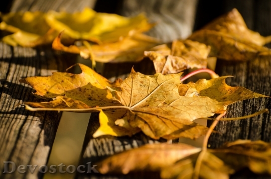 Devostock Leaf Leaves Autumn Seasons 0
