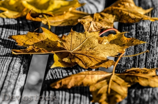 Devostock Leaf Leaves Autumn Seasons