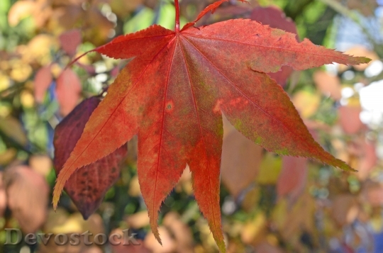 Devostock Leaf Leaves Autumn Sun