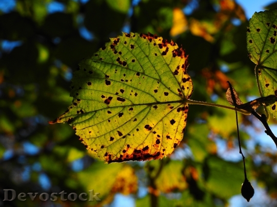 Devostock Leaf Leaves Autumn Sunny