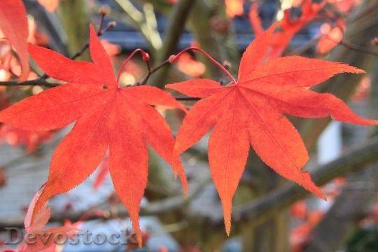 Devostock Leaf Leaves Autumn Tree