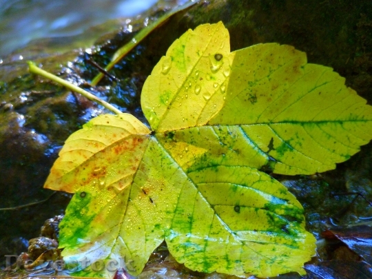 Devostock Leaf Leaves Bach Water 0