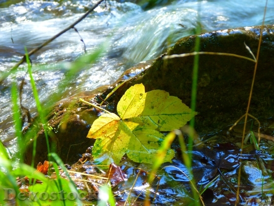 Devostock Leaf Leaves Bach Water