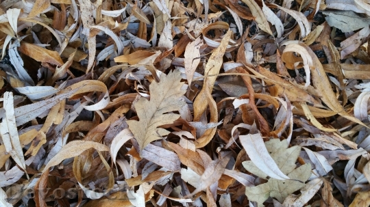 Devostock Leaf Leaves Dry Autumn 0