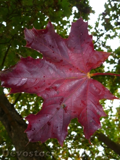 Devostock Leaf Leaves Fall Foliage