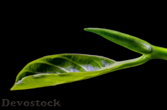 Devostock Leaf Leaves Jack Fruit 1
