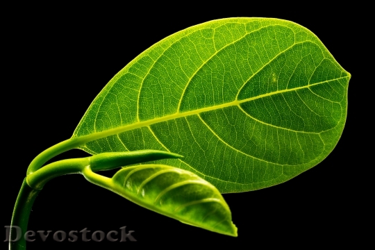 Devostock Leaf Leaves Jack Fruit 2