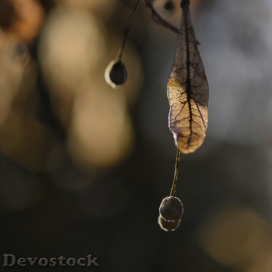 Devostock Leaf Leaves Macro Bokeh