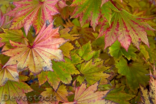 Devostock Leaf Leaves Red Autumn 0