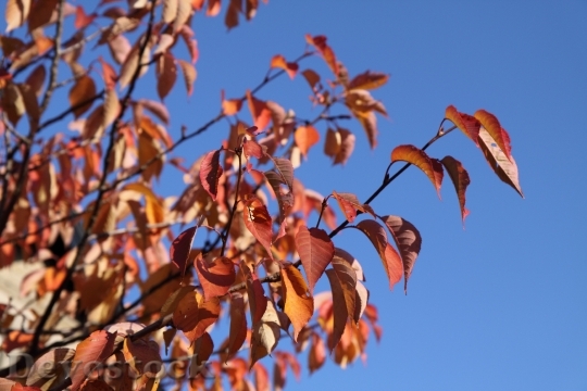 Devostock Leaf Leaves Red Autumn