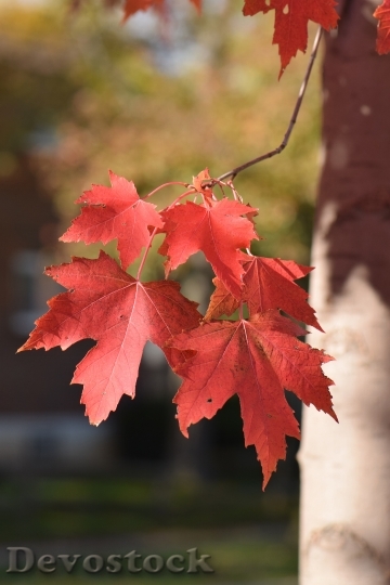 Devostock Leaf Leaves Red Nature