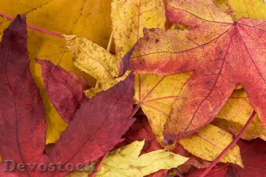 Devostock Leaf Leaves Red Yellow