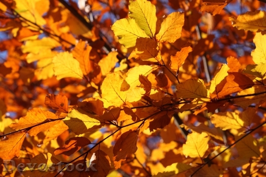 Devostock Leaf Leaves Yellow Autumn