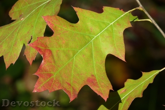 Devostock Leaf Maple Autumn Red