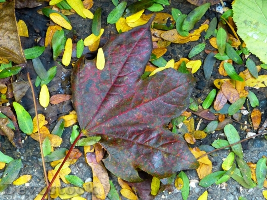 Devostock Leaf Maple Colorful Leaves 0