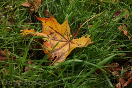 Devostock Leaf Maple Meadow Maple