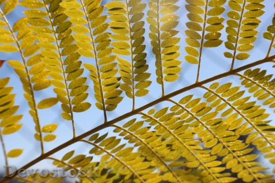 Devostock Leaf Nature Tree Season