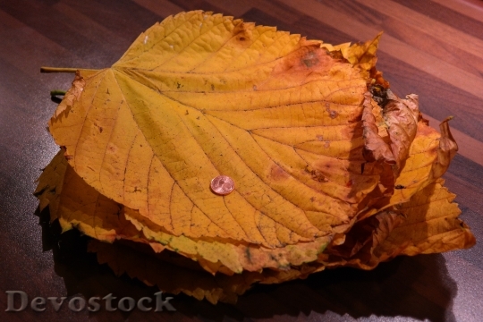 Devostock Leaf Pile Elm Leaves 0