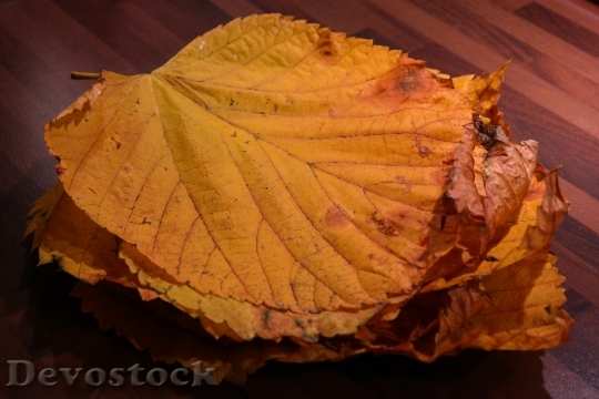 Devostock Leaf Pile Elm Leaves