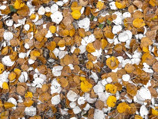 Devostock Leaf Poplar Carpet Leaves