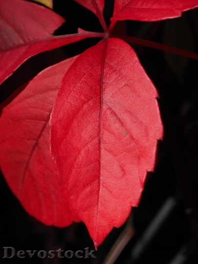 Devostock Leaf Red Ordinary Jungfernrebe 0