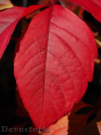 Devostock Leaf Red Ordinary Jungfernrebe 1