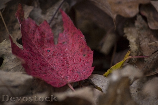 Devostock Leaf Red Season Ground